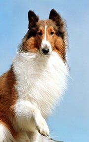 собака Лэсси / Lassie the Dog
