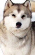 Кода / Koda