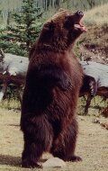 медведь Броди / Brody the Bear