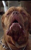 Бисли / Beasley the Dog