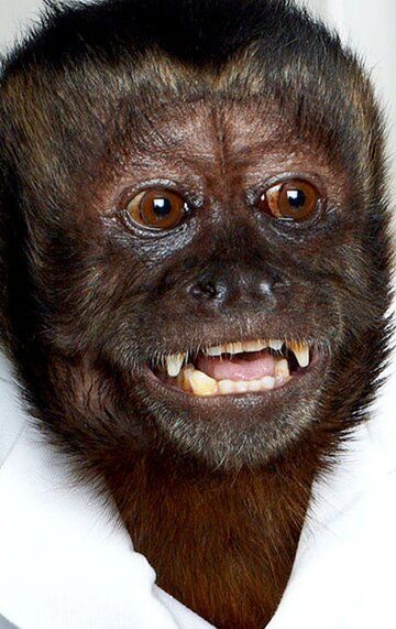 Кристал Манки / Crystal the Monkey
