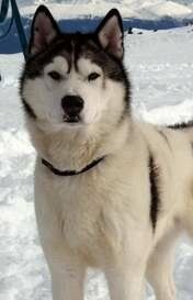 Апач / Apache