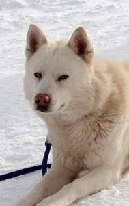 Джаспер / Jasper