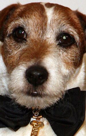Угги / Uggie