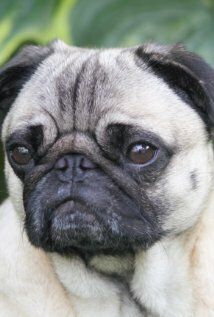 / Igor Pugdog