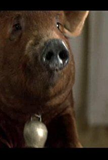 Мизери / Misery the Pig