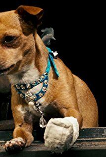 / Chester the Chihuahua