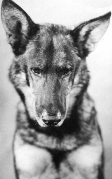 Рин Тин Тин / Rin Tin Tin