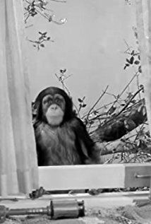  / Judy the Chimpanzee