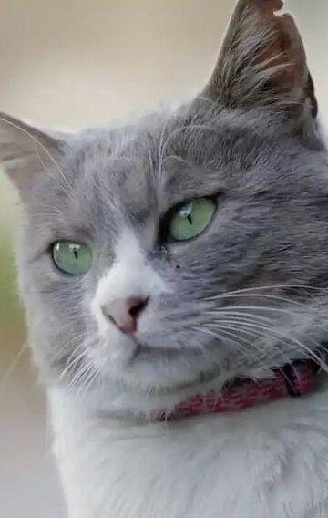  / Duman