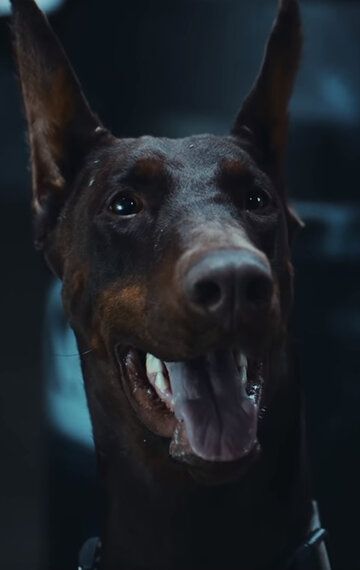 Гуз / Goose