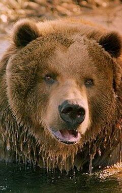 медведь Барт / Bart the Bear