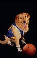 собака Бадди / Buddy the Dog
