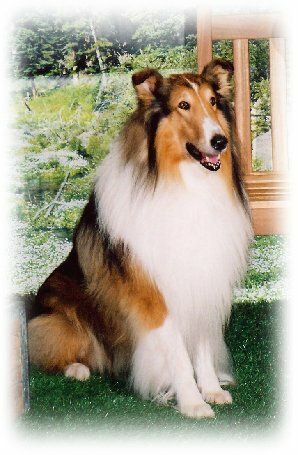 Лэсси / Lassie